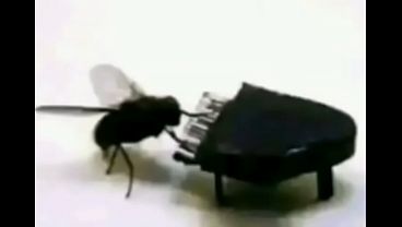 Vídeo de verificação