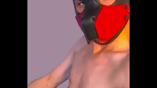 puppy looking for master