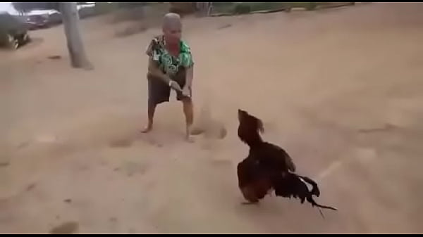 Véia vs Galo ao som de Link Park