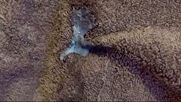 lot of sprems cumed in hana pussy tiny hole wet cute pussy