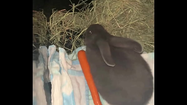 Welcome our new Flemish bbit- Fnk Sinat.