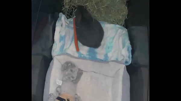 Welcome our new Flemish bbit- Fnk Sinat.