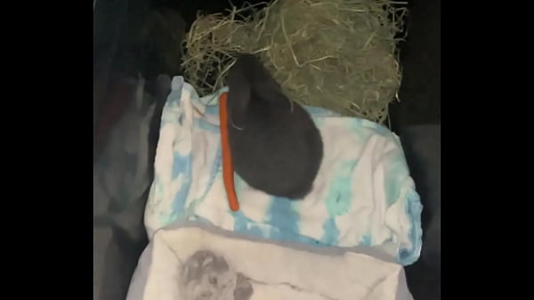Welcome our new Flemish bbit- Fnk Sinat.