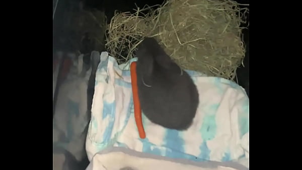 Welcome our new Flemish bbit- Fnk Sinat.