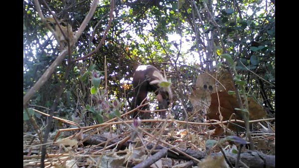 Download Video - Indian Desi Nude Boy In Jungle