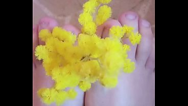 Piedini profumati di mimosa