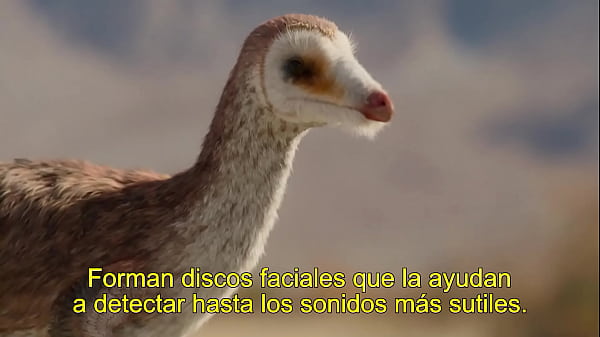 Planeta Prehistórico