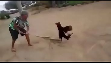 Velha vs Galo ao som de Numb Linkin Park