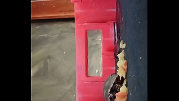 Tartaruga comendo maçã