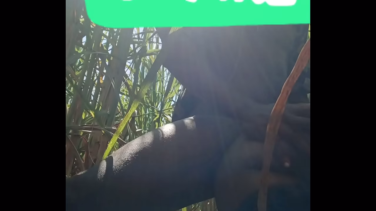 MY WIFE DESTROYED IN THE JUNGLE PART 5