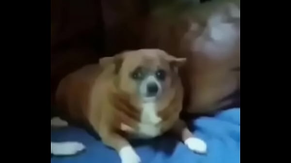 Vídeo de verificación