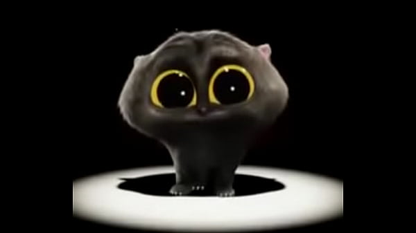 boludo cat singing to naughty new