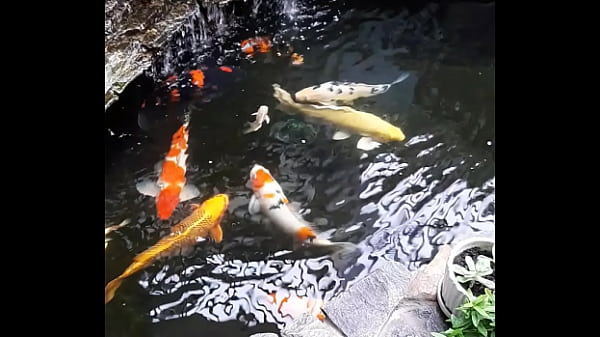 Video xác minh