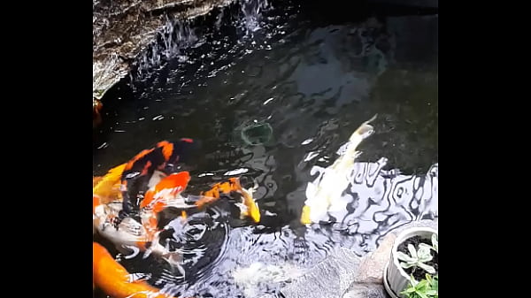 Video x&aacute;c minh