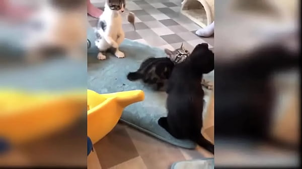 Cat Reaction - Funny Cat Toy Reaction Compilation