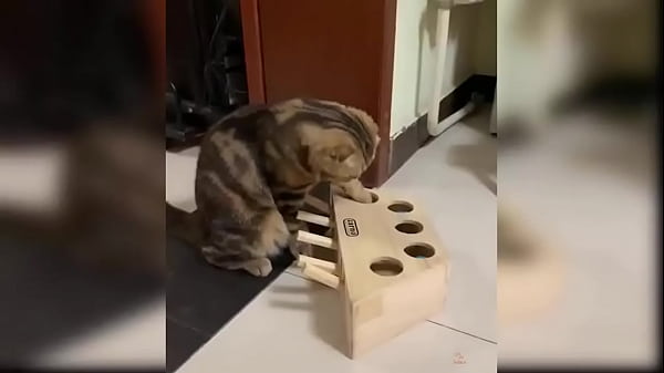 Cat Reaction - Funny Cat Toy Reaction Compilation