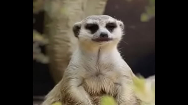 Vidéo De Vérification