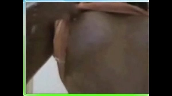 Download Video - Gata delicia BH