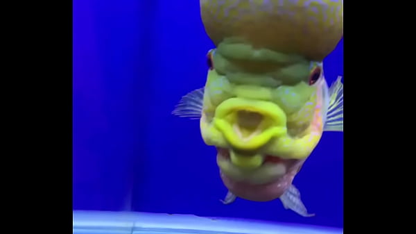 Video x&aacute;c minh