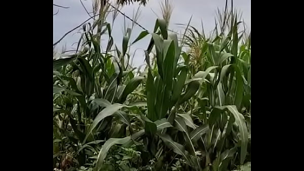 Video xác minh