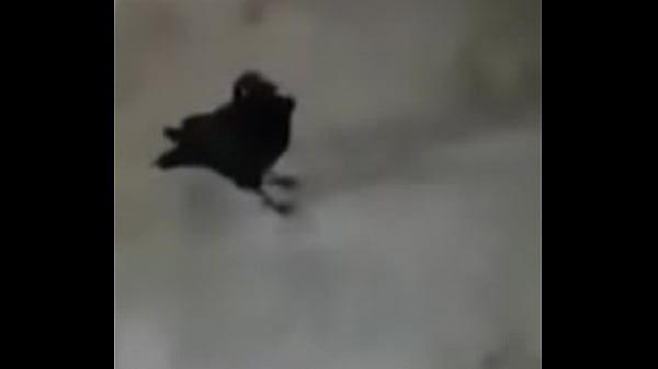 Ummm, brib