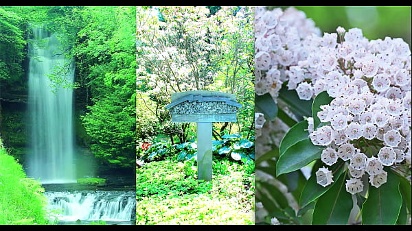 Faerie Love?  Yes.  The Wedding!  Tolley Frau Claudia Schiffer The Princess Ireland The Princess Of Monaco Grace Kelly To Wed Czar Finland Nicholas Medicis This April 1st 2000 On MOUNT HEIRCANNUM! - 