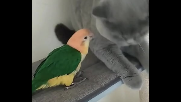 验证视频