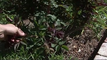 ROUGH ANAL - First time Anal