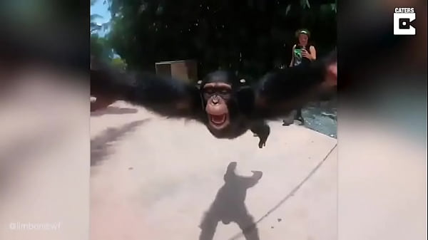 thumb funny monkey