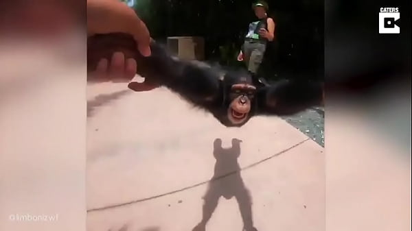 thumb funny monkey