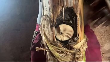 最高のバナナの木とクミンのアマチュア