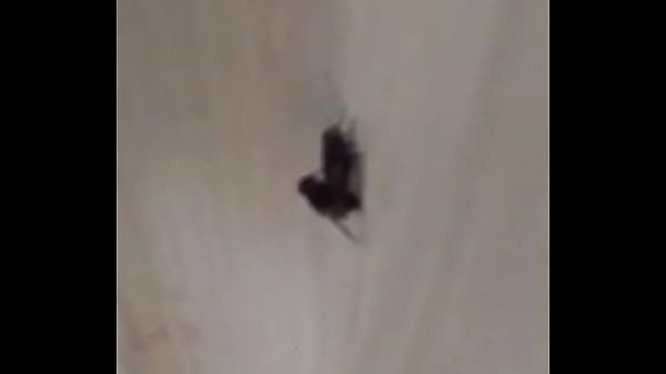 Hot sexy aunty fucking