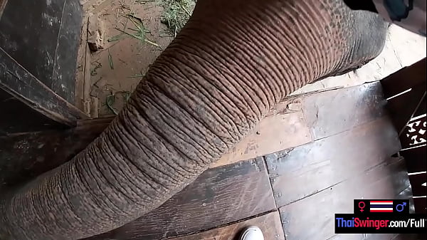 Download Video - Elephant riding in Thailand with teen couple who had sex afterwards