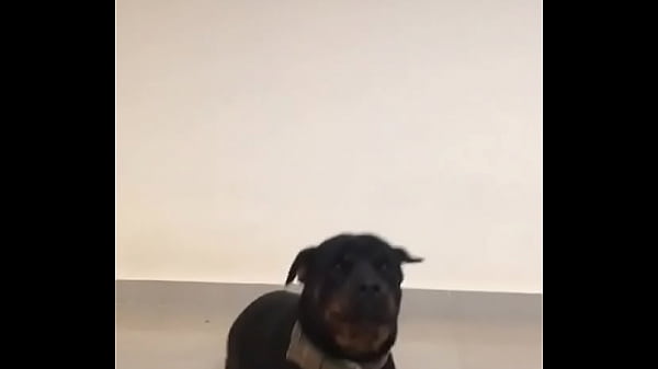 Vidéo De Vérification