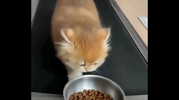 fazendo a gatinha passar vontade enquanto corre em v&atilde;o atr&aacute;s de ra&ccedil;&atilde;o