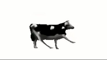 Polish cow music