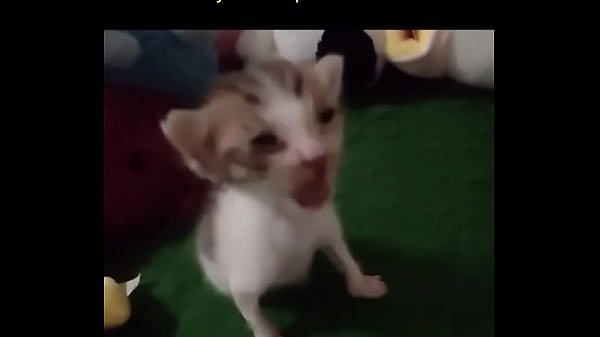 Gato