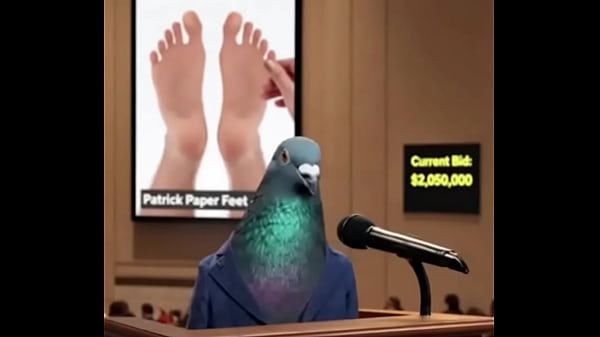 Pigeon Auctioning