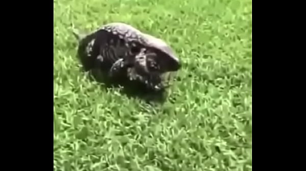 Entrez le titre détaillé incluant les noms de modèles pour plus de vues