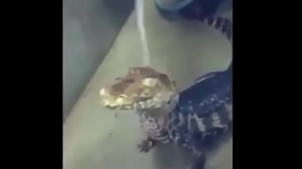 Alligator only taking a bath