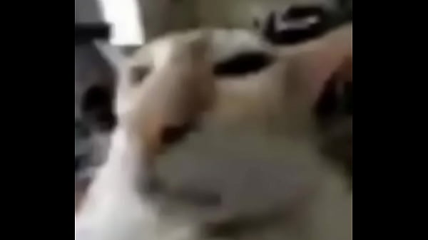 El queque no vea este video es gay Я