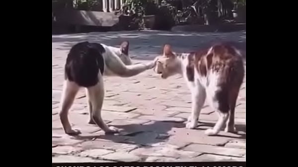 Vídeo de verificación