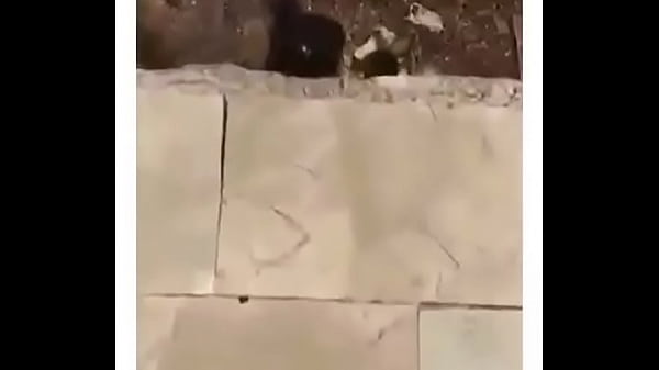 Sexe D'appel Vidéo En Direct