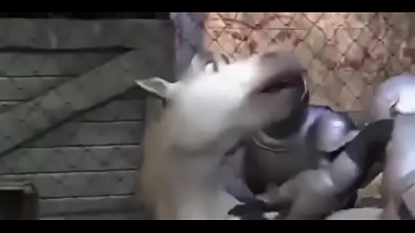 thumb don gets slapped