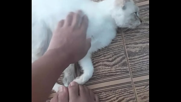 кошки