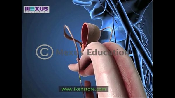 Learn About the Male and female Reproductive Systems - Men for Women  Women for Men