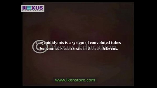 Learn About the Male and female Reproductive Systems - Men for Women  Women for Men