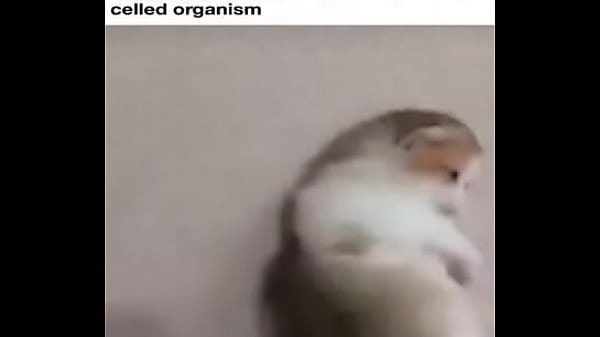 El vicioso ciclo de gatos