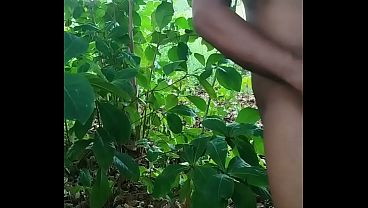 PUTARIA NA FLORESTA