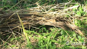 African outdoor bush fuck orgasm